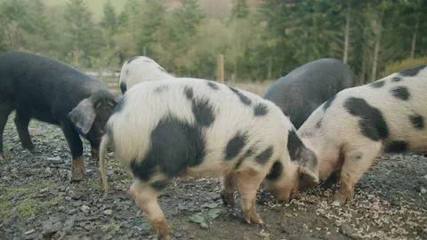 Group of pigs eating Stock Footage 203904341
