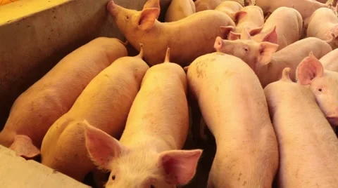 Group pigs 库存影片 51243624