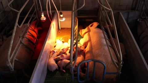 Group of pigs huddled under heat lamp in dark room Stock Footage 267056537