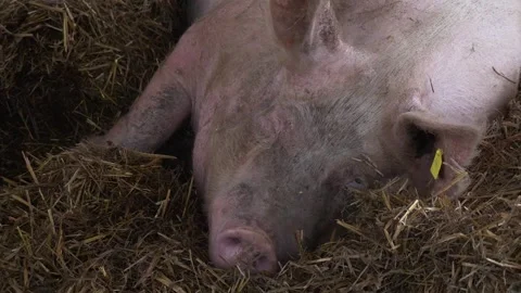 Group of Pigs Inside Modern Livestock Facility Stock-Footage 344268335