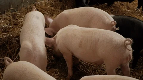 A group of pigs rummaging in hay looking for food Stock Footage 112251411