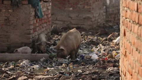 Group of Pigs Rummaging Through Trash In India Slum Stock-Footage 267437895