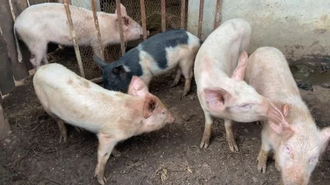 Group of Pigs in a Rustic Farm Enclosure Stock Footage 336446991