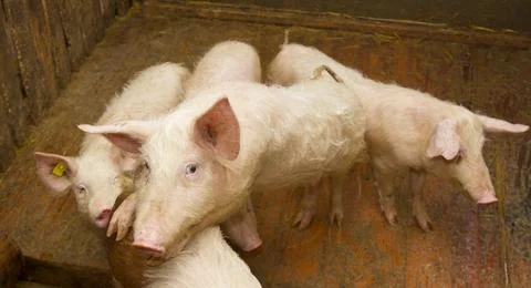 Group of pigs staring inside the piggery Stock Photos