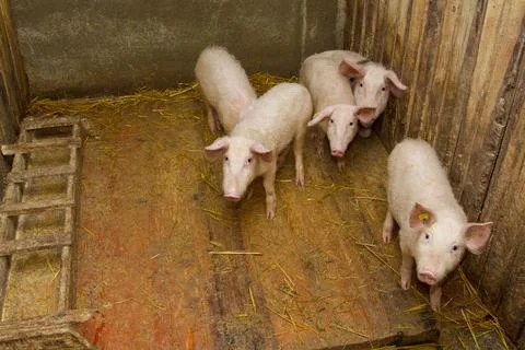 Group of pigs staring inside the piggery Stock Photos