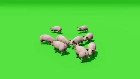 Group of Pigs Stylized 3D Scene on Green Screen Video stock 312972965