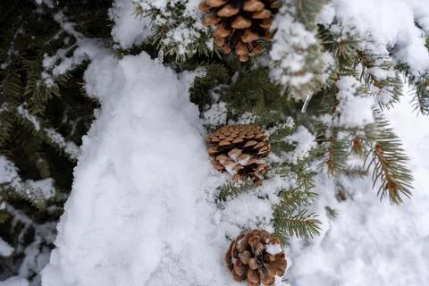 Group of pine cones on a fir tree branch covered in fresh snow in winter. Stock-Fotos