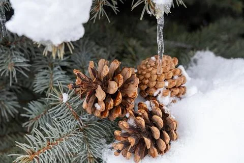 Group of pine cones on a fir tree branch covered in fresh snow in winter. Stock Photos
