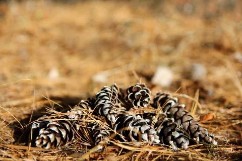Group of Pine Cones Framing Forest Floor Background Stock Photos
