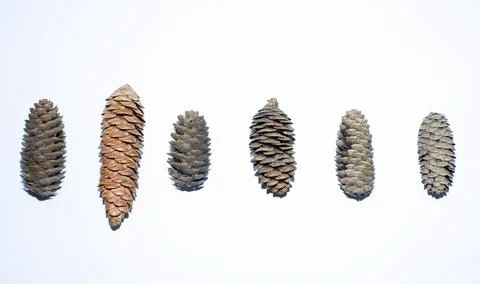 Group of pine cones isolated on white background. Pine cone is made of natural Stock Photos