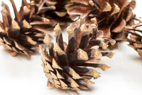 Group of  pine cones Stock Photos