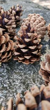 A group of pine cones Stock Photos