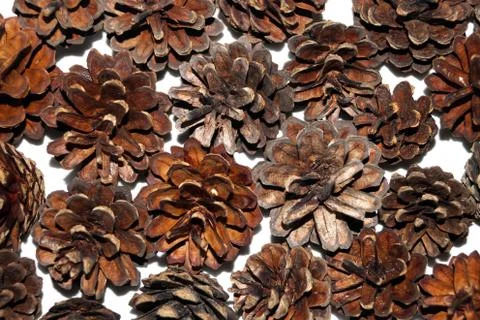 Group of pine cones on a white background 写真素材