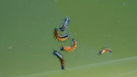 Group of of pine processionary caterpillars floating in a dirty swimming pool Stock Footage 125427145