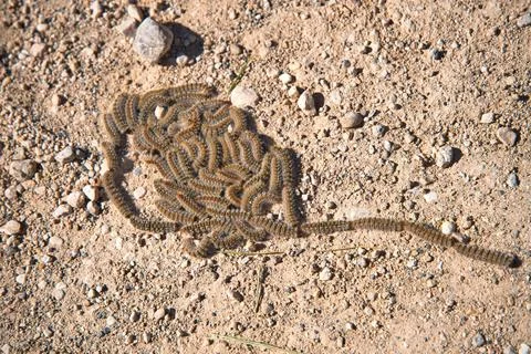 Group of pine processionary caterpillars on the ground Foto stock