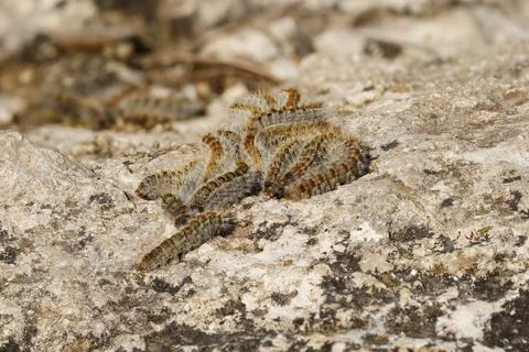 Group of pine processionary caterpillars huddled together on a rock Stockfoto's