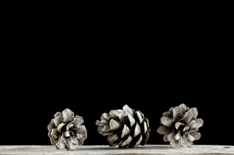 Group of pine tree cones Stock Photos