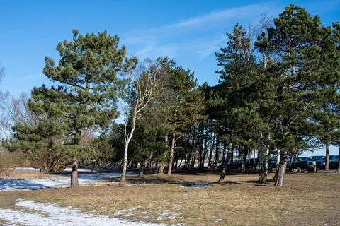 A group of pine trees a cold winter day. Blue sky background Stock Photos