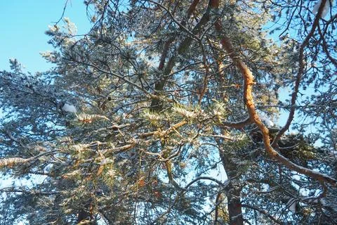 A group of pine trees is covered in snow and standing tall in Taiga Karelia.  Stock Photos