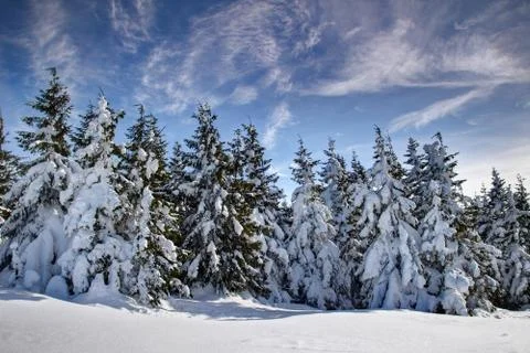 Group of pine trees covered by thick snow under thin clouds Stock Photos