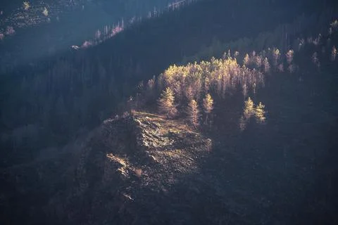 Group of pine trees dimly lit by winter light Stock Photos