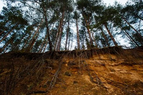 Group of pine trees exposed to huge soil erosion Stock Photos