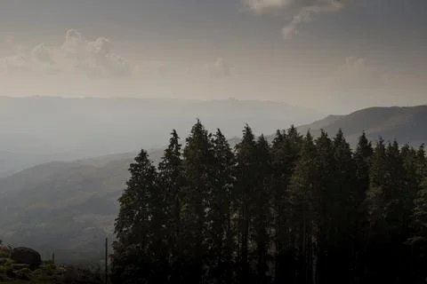Group of pine trees stand above mountain landscape Stock Photos