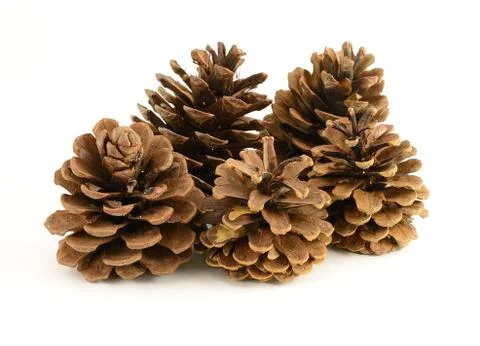 Group of Pinecones Stock Photos