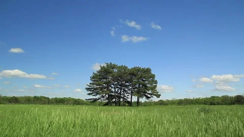 Group of Pines in the field Stock Footage 286088179