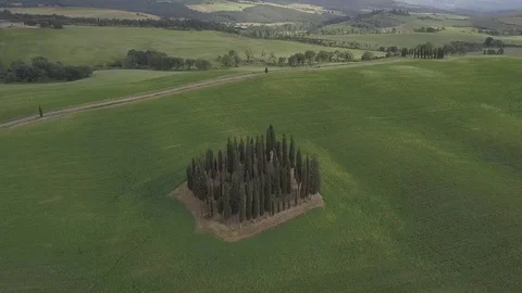 A group of pines Stock Footage 114960885