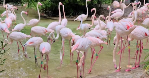 Group of pink flamingos Stock Footage 133576243