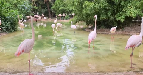 Group of pink flamingos Stock Footage 133577720