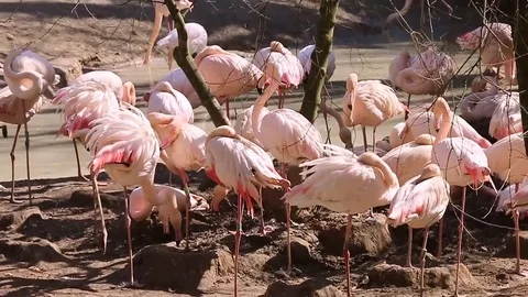 A group of pink flamingos in a pond Stock Footage