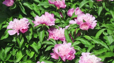 Group of pink flowers of peony Stock Footage 24705193