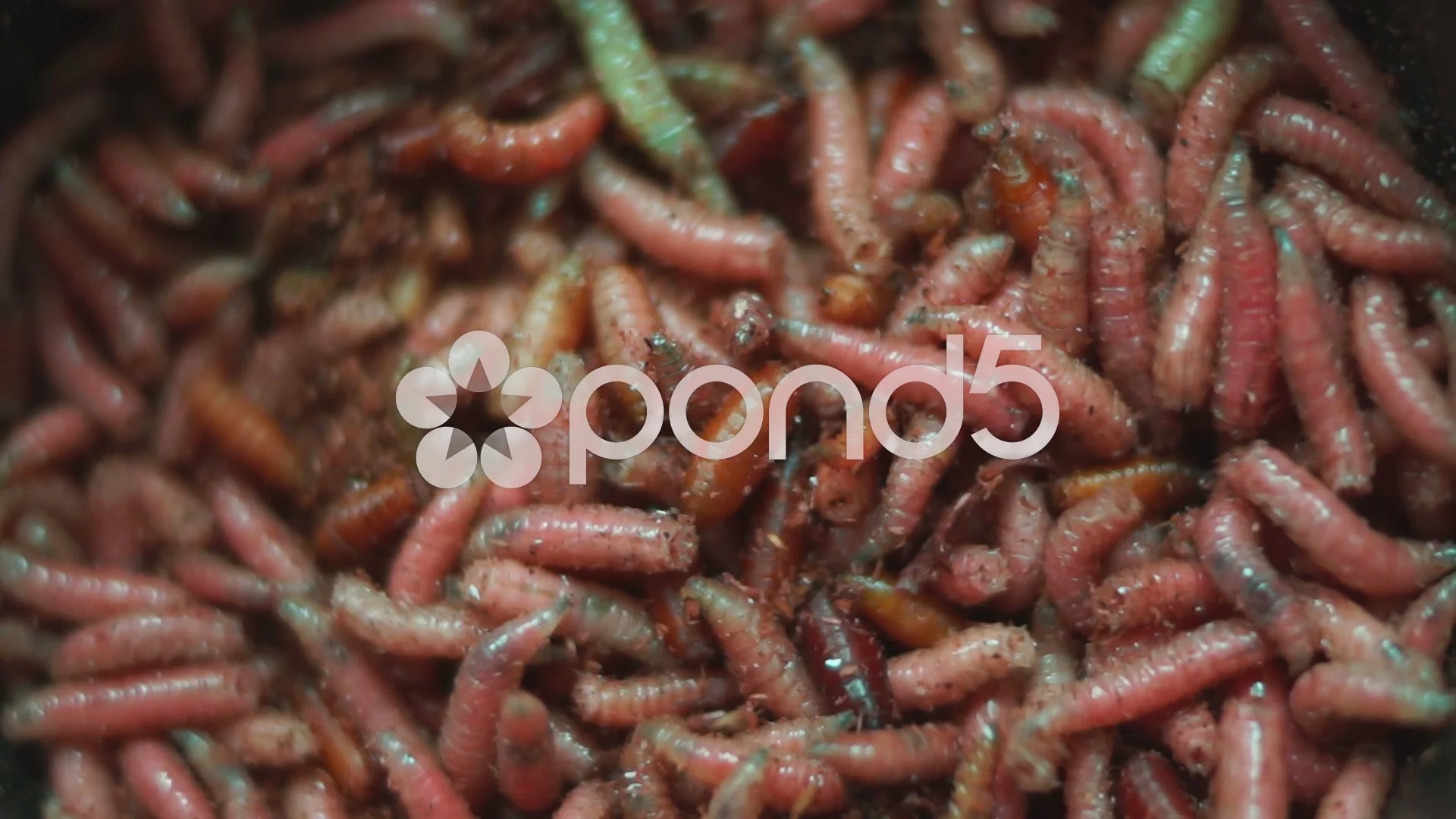 Group Of Pink Maggots (Acheta Domesticu, Stock Video