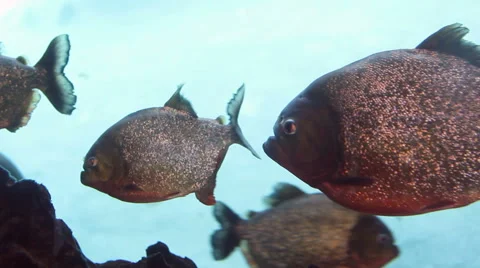 Group of Piranha fish Stock Footage 54648395