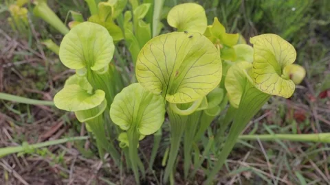 Group of pitcher plants with fly on top of plant Stock Footage 131751500