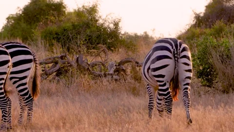 A group of plains zebras backlit while grazing at golden hour during the Stock Footage 339986528