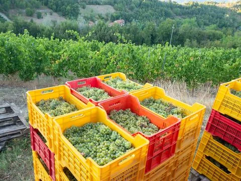 Group of plastic boxes with the grapes after the harvest Stock Photos