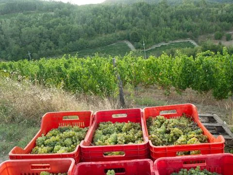 Group of plastic boxes with the grapes after the harvest Stock Photos