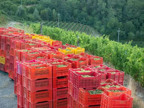 Group of plastic boxes with the grapes after the harvest Stock Photos