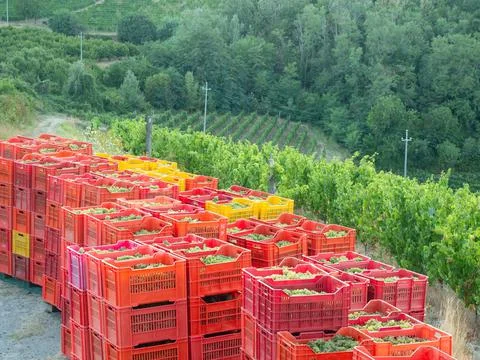 Group of plastic boxes with the grapes after the harvest Foto stock