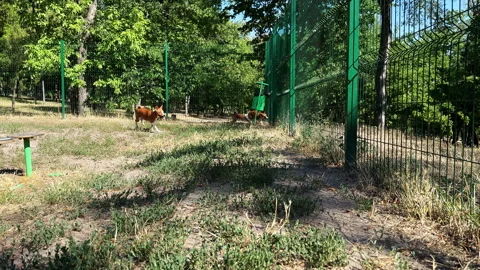 A group of playful basenjis running and interacting on a dog playground Stock Footage 314546444