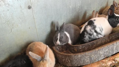 A group of playful rabbits can be seen frolicking and interacting joyfully in a Stock Footage 343702883