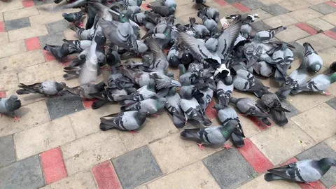 Group of plump bird pigeons Video stock 289001192