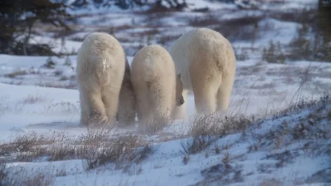 Group of polar bears walking away Stock Footage