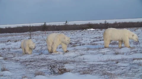 Group of polar bears walking together in winter tundra Stock Footage 158770422