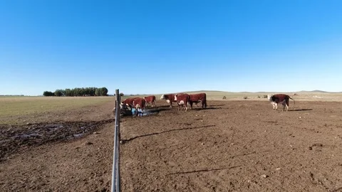 Group of polled hereford breed cows drinking water in a trough in a field. .. Stock Footage 252327000