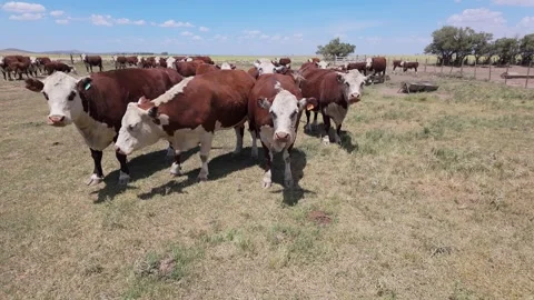 Group of Polled Hereford cows in Argentina Field panning. 4K 60fps Stock Footage 308420541