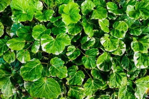 Group of polyscias. Stock Photos